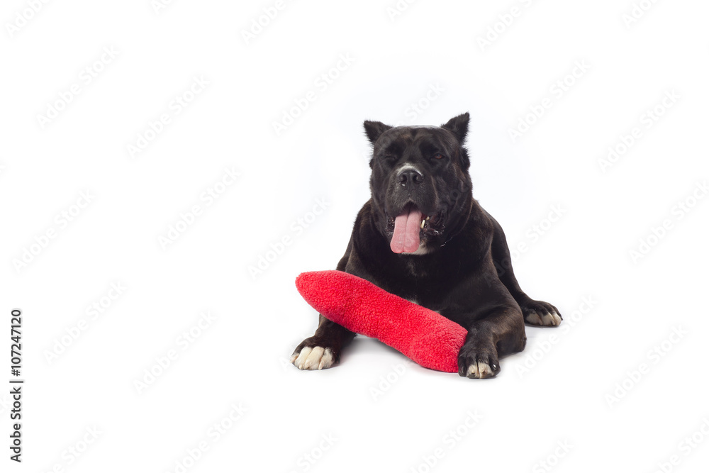 blinking cane corso blinking cane corso