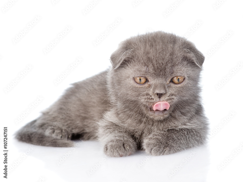 Kitten licks lips. isolated on white background