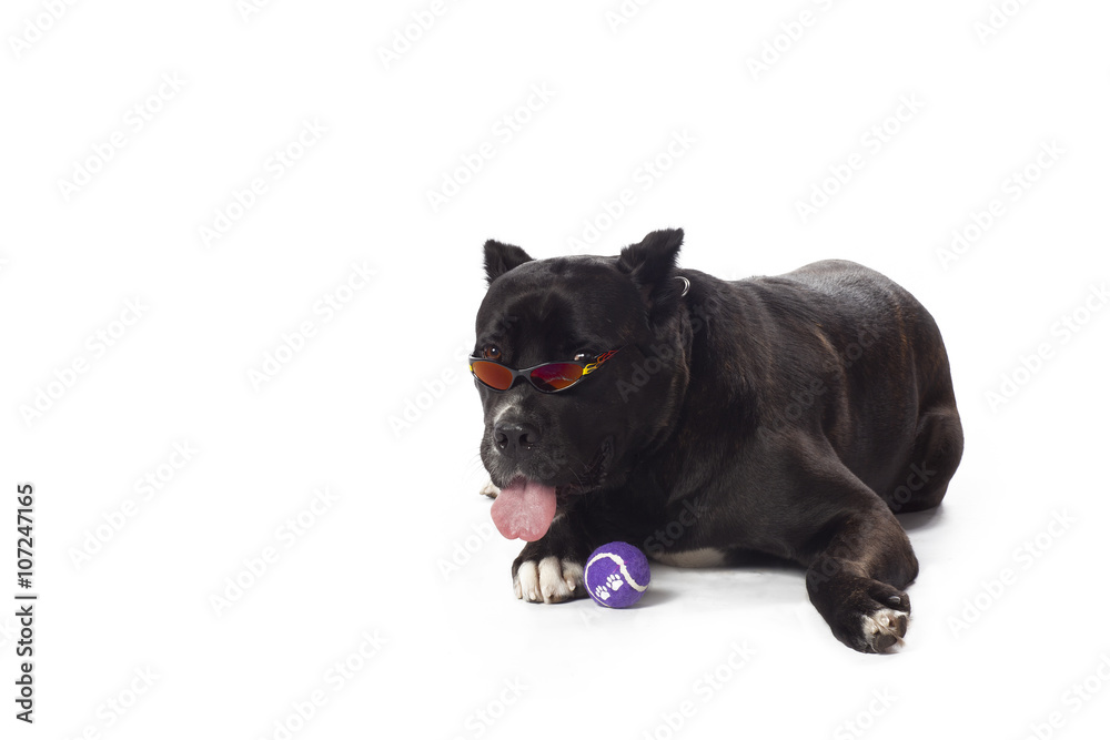 cane corso with sunglasses cane corso with sunglasses