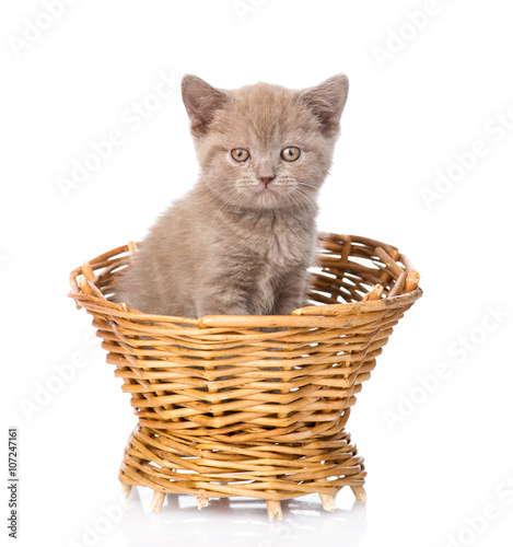 small kitten sitting in basket. isolated on white background © Ermolaev Alexandr