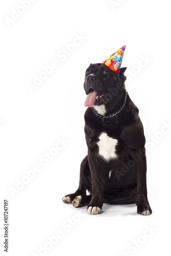 Fototapeta Naklejka Na Ścianę i Meble -  dog wearing birthday hat course