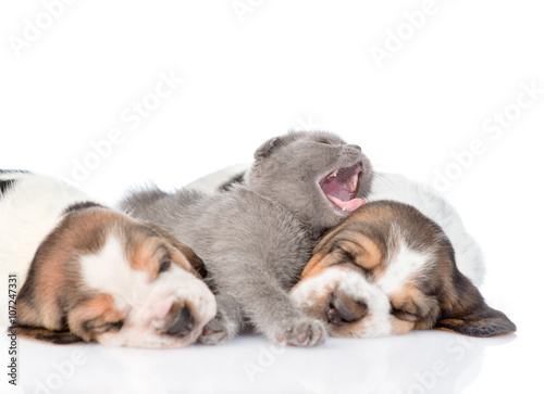 Kitten sleeping with basset hound puppies. Focus on cat. isolate