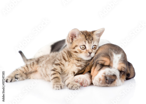 Tabby kitten and sleeping basset hound puppy lying together. iso