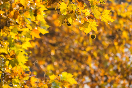 Platane im Herbst