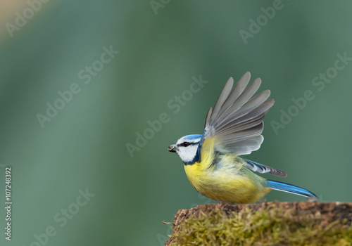 Eurasian blue tit taking off from stump with food in the beak, clean green background, Czech Republic, Europe