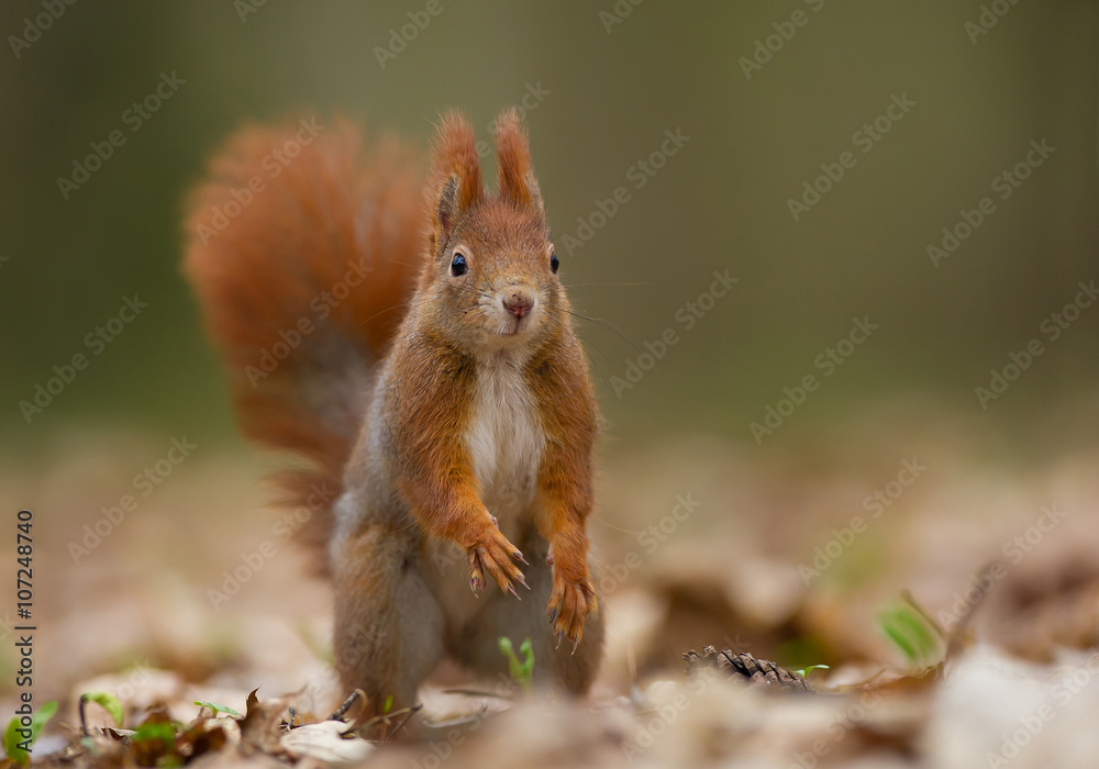 Red squirrel looking at photographer, clean background, Czech Republic, Europe