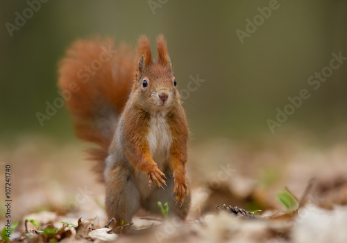 Red squirrel looking at photographer  clean background  Czech Republic  Europe