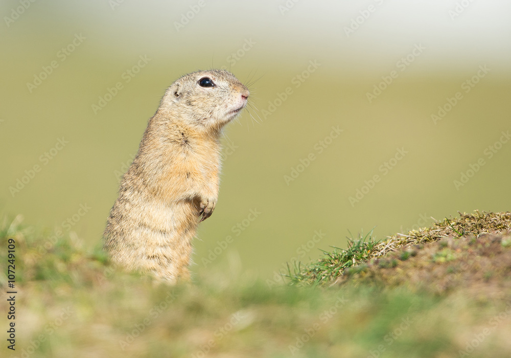 European ground squirrel standing on grassy field, clean green background, Czech republic, Europe European ground squirrel standing on grassy field, clean green background, Czech republic, Europe