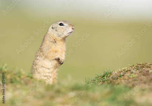 European ground squirrel standing on grassy field, clean green background, Czech republic, Europe © mzphoto11