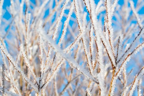 Hoarfrost on the tree, winter background, small depth of field