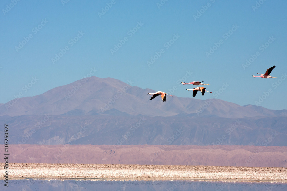 Naklejka premium Flamencos