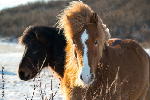 Fototapeta Naklejka Na Ścianę i Meble -  Icelandic horses in winter, Iceland