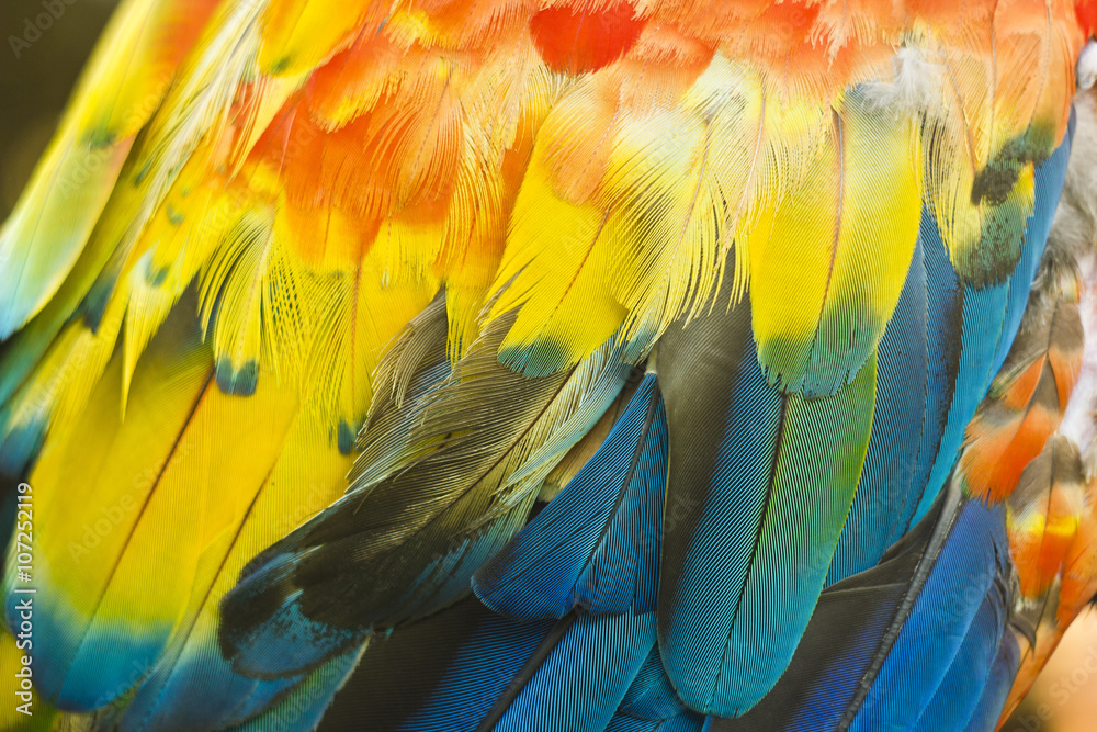 Obraz premium macro of colored parrot ara wing 