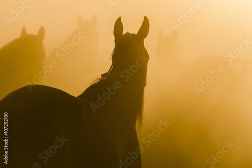 Konie pośród mgły