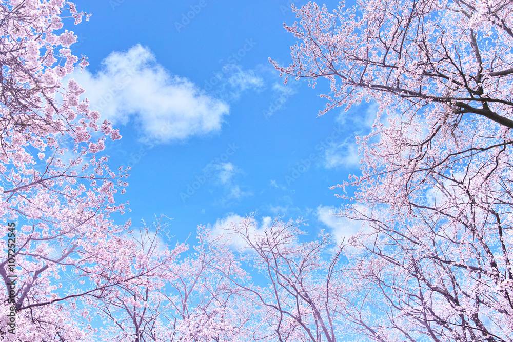 Naklejka premium 青空と満開の桜