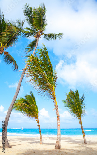 Fototapeta Naklejka Na Ścianę i Meble -  Palm trees grow on empty sandy beach