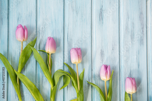 Row of bright pink tulips on blue wooden background, top view