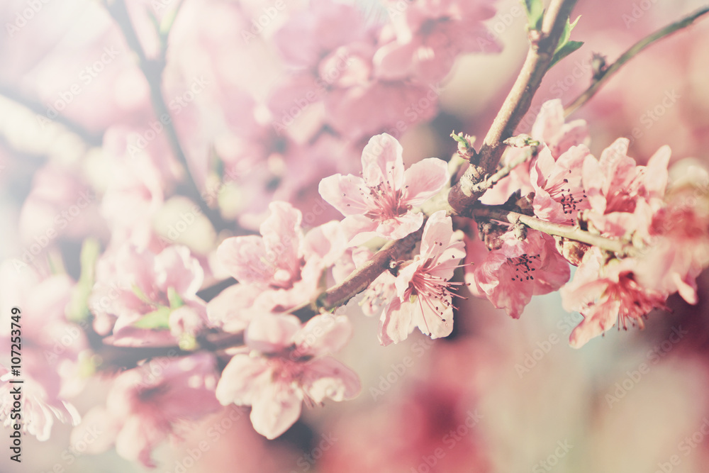 flowering peach tree flowering peach tree