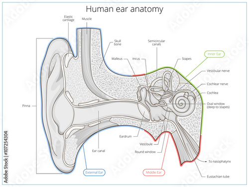 Human ear structure medical educational vector photo