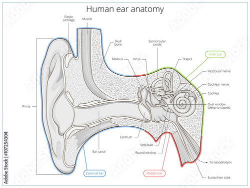 Human ear structure medical educational vector