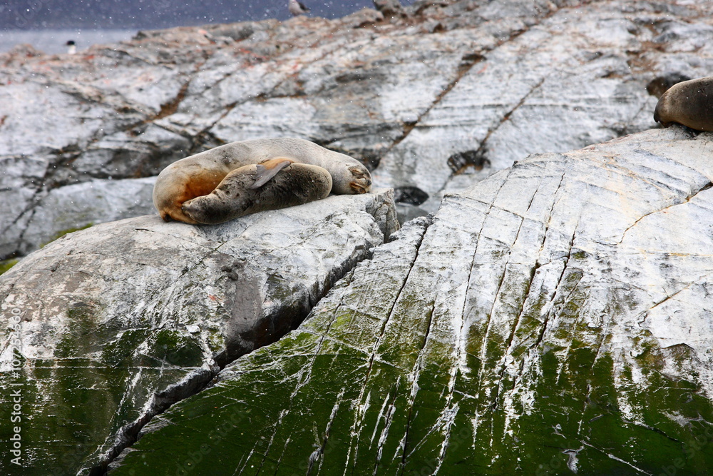 seal/ seal and calf lying in the sun on a rock in Ushuaia Argentina