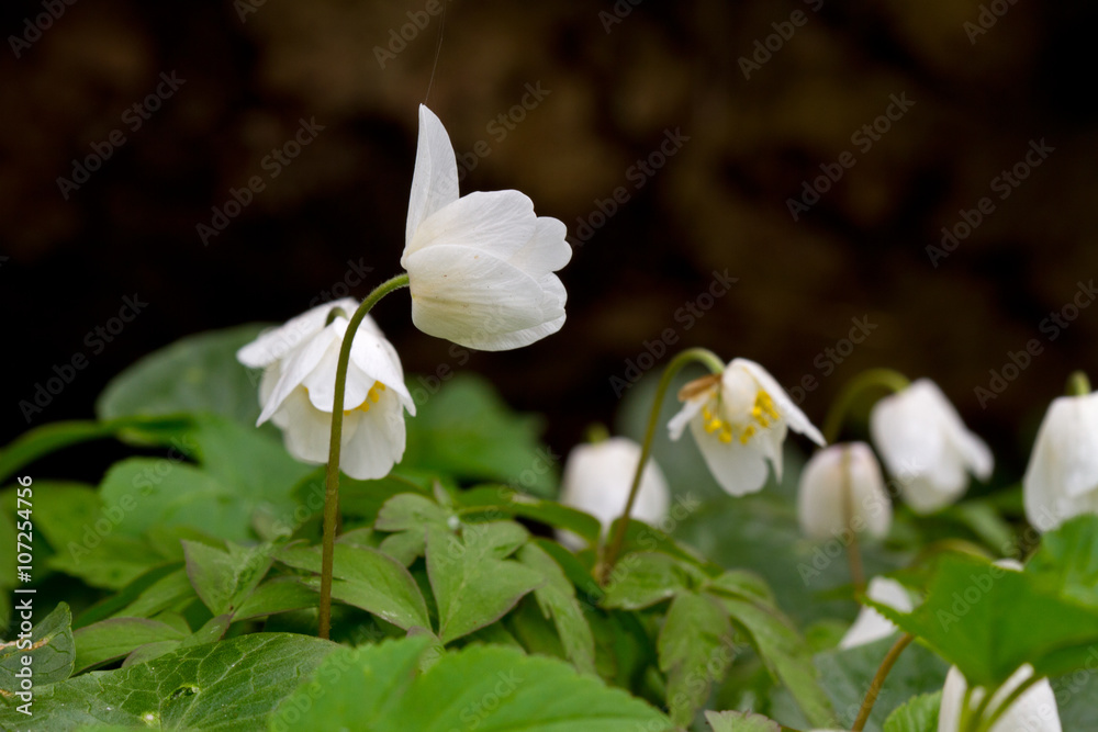 Fototapeta premium Wood anemones (Anemone Nemorosa) in the rain, one flower 'thumbs up'