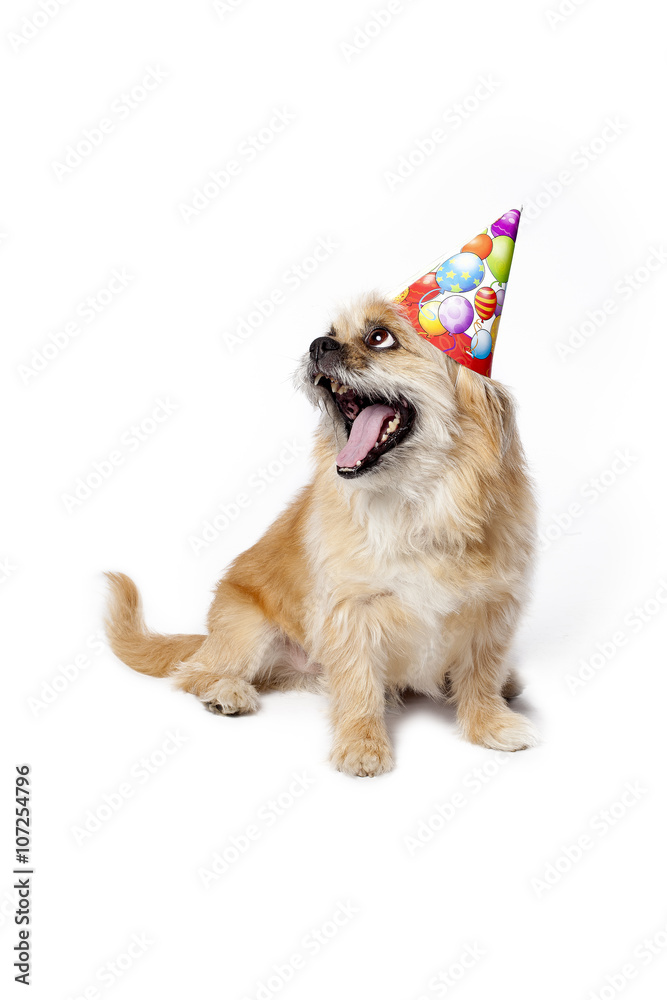 Obraz premium bored birthday puppy