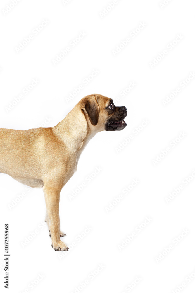 Obraz premium puggle sideview