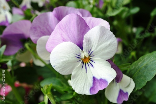 White and purple Johnny jump up mini bicolor violet flower