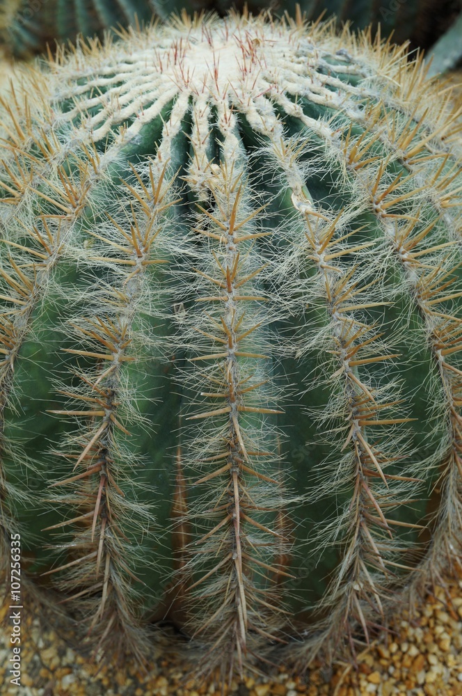 Spiny Barrel Cactus plant (Echinocactus) Spiny Barrel Cactus plant (Echinocactus)