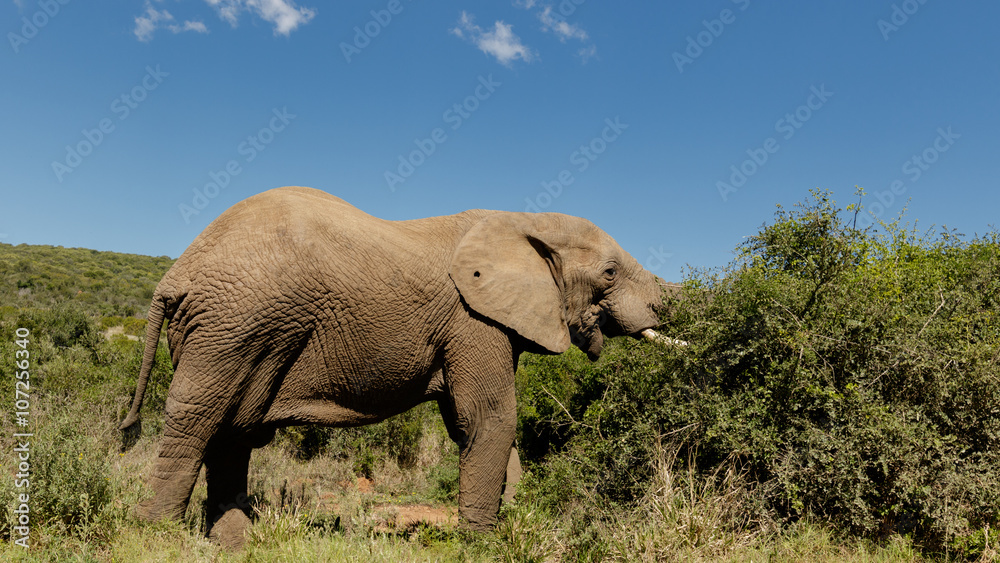 Obraz premium Elephant Eating