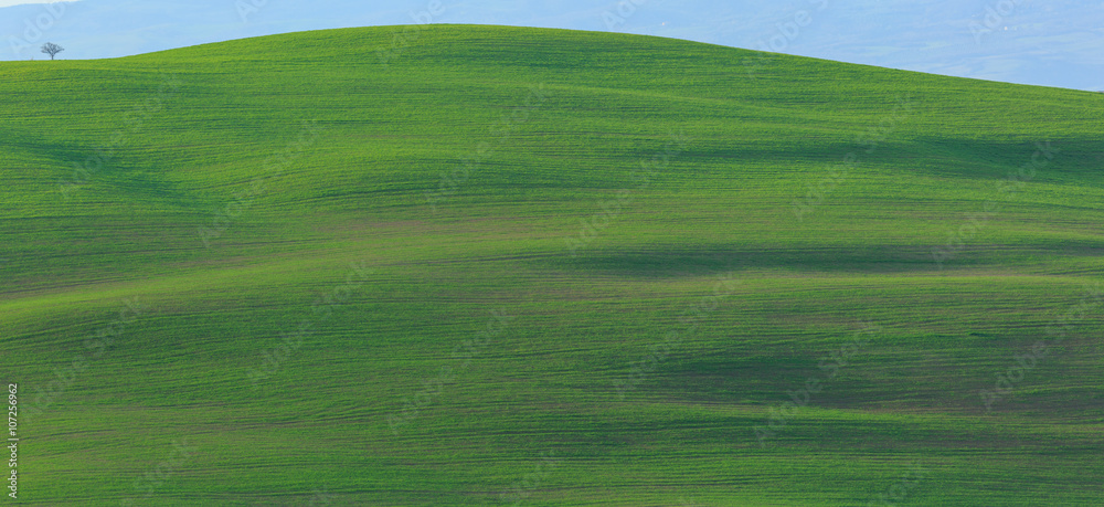 Fototapeta premium Hills of Tuscany, Italy