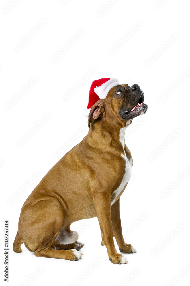 anxious for christmas treat anxious for christmas treat
