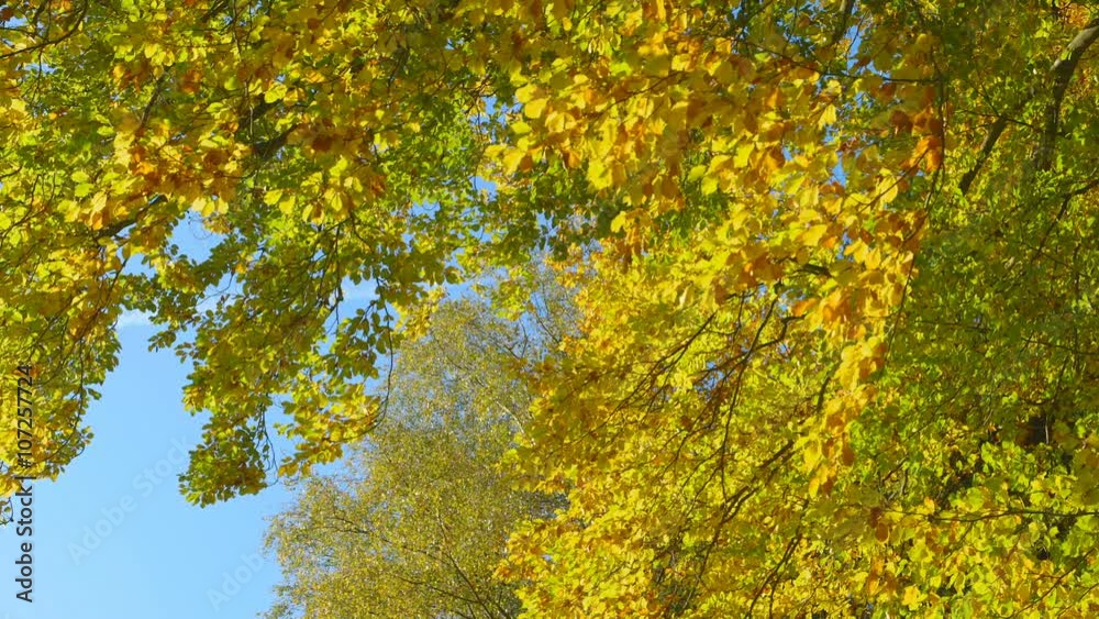 Beautiful Autumn Trees - Beautiful autumn scene. The camera is panning. The leaves moving in the wind. The sky is blue. Beautiful Autumn Trees - Beautiful autumn scene. The camera is panning. The leaves moving in the wind. The sky is blue.
