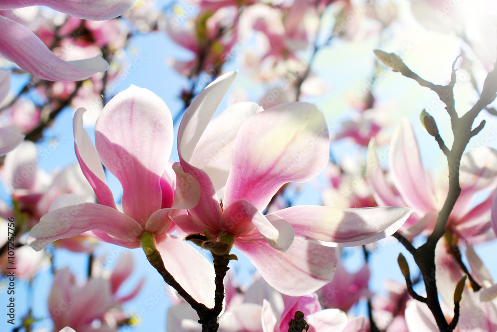 Naklejka premium beautiful pink magnolia in spring sunshine