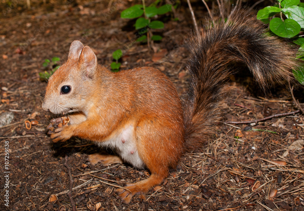 Fluffy red squirrel eats the nuts