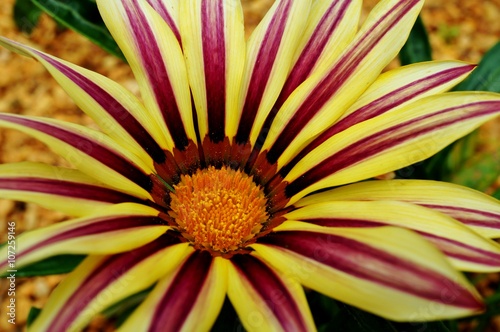 Pink and yellow Gazania flower in bloom