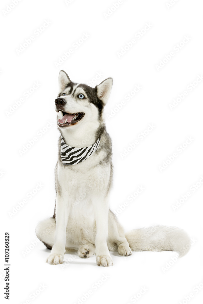 scarf with black stipes on pet