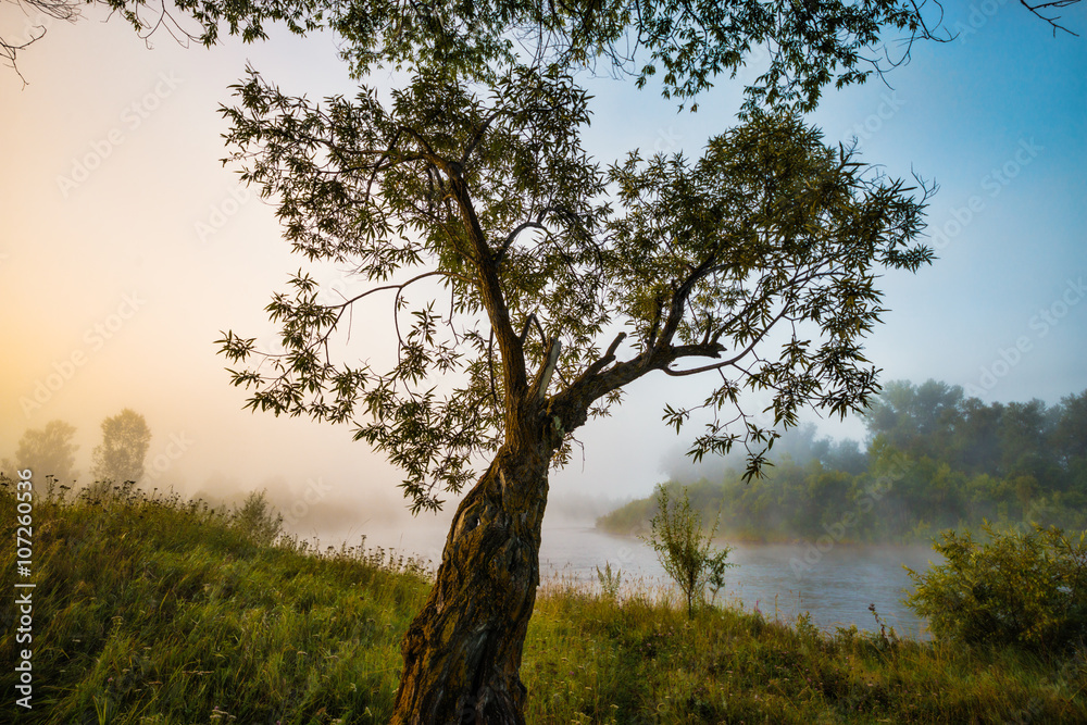 foggy morning, a tree on the river bank