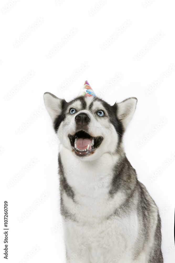 black and white husky fur black and white husky fur