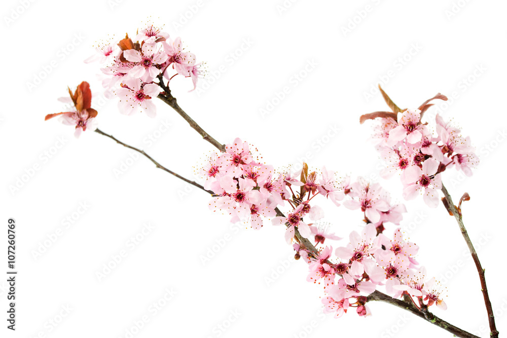 Naklejka premium Branch of blooming cherry tree, sakura isolated on white background