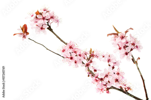 Branch of blooming cherry tree, sakura isolated on white background