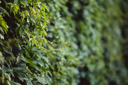 Wall of salty grape leaves and a branch in focus