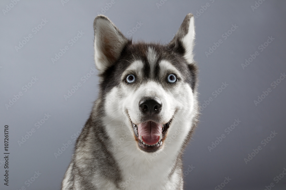 smiling husky in grey backgorund