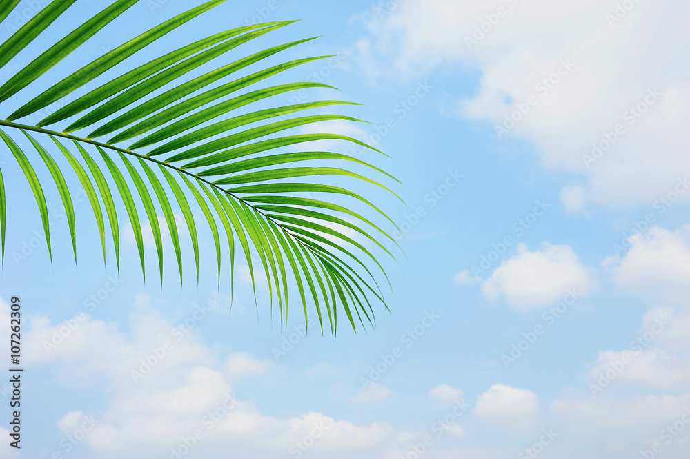 Leaves of palm tree on blue sky with soft clouds