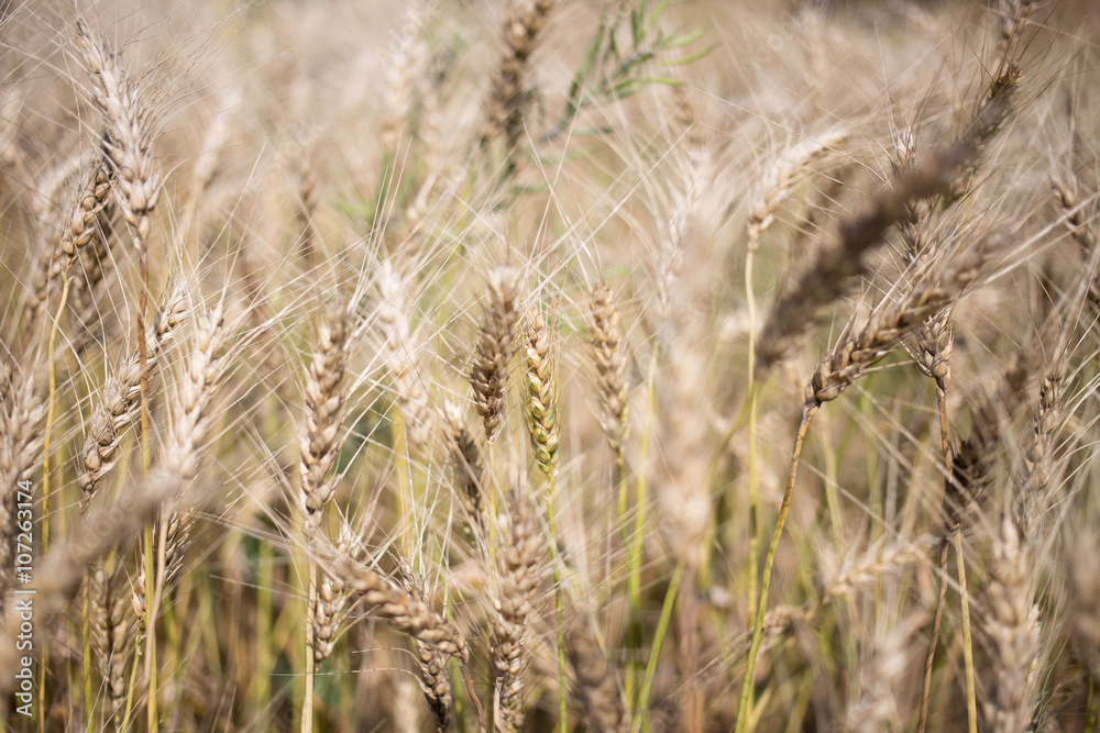 Fototapeta premium golden wheat field and sunny day