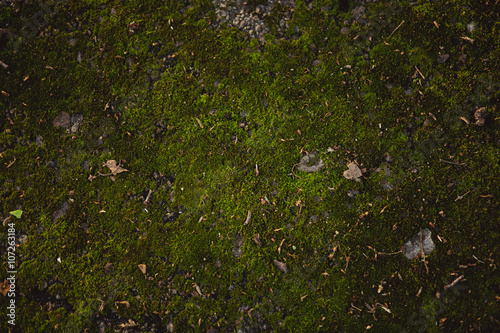 Background of moss surface photo