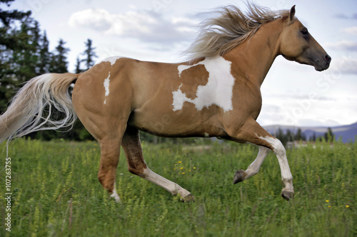 Palomino Pinto Stallion galloping