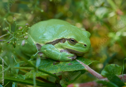 European tree frog on a green leaf