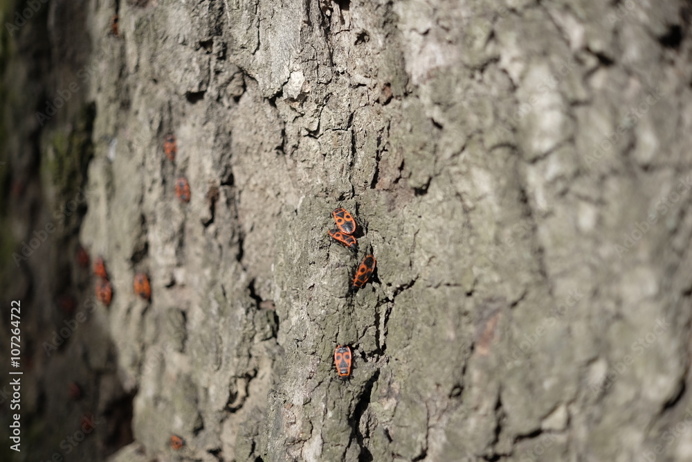 Red beacons on the stump Red beacons on the stump